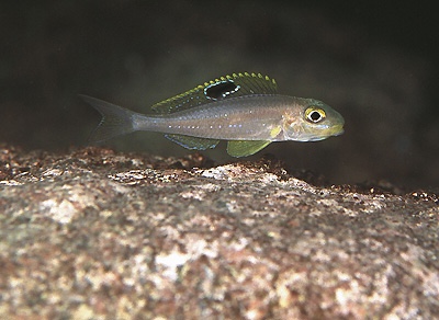Xenotilapia sp. 'papilio sunflower' Msalaba